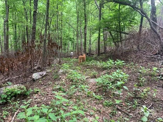 a backyard of a house with lots of green space and chair