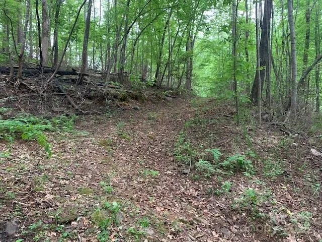 a view of a forest with trees in the background