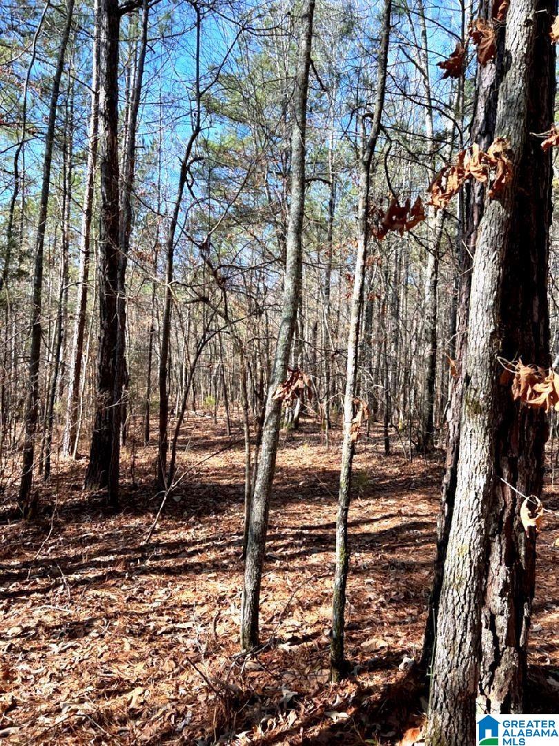 3045 Corinth Road, Unit 56 ACRES Cragford, AL 36255 - Photo 6 of 29