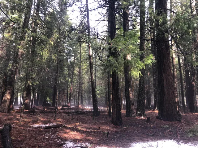 $119,000 | 5.19 Side Bottom Road, Shingletown, CA 96088