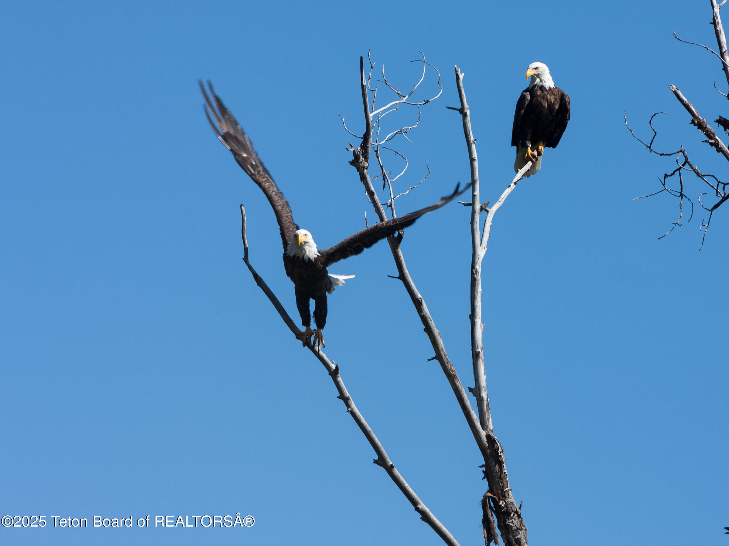 1225 Munger Mountain Road Jackson, WY 83001 - Photo 15 of 17 1225 Munger Mountain Road