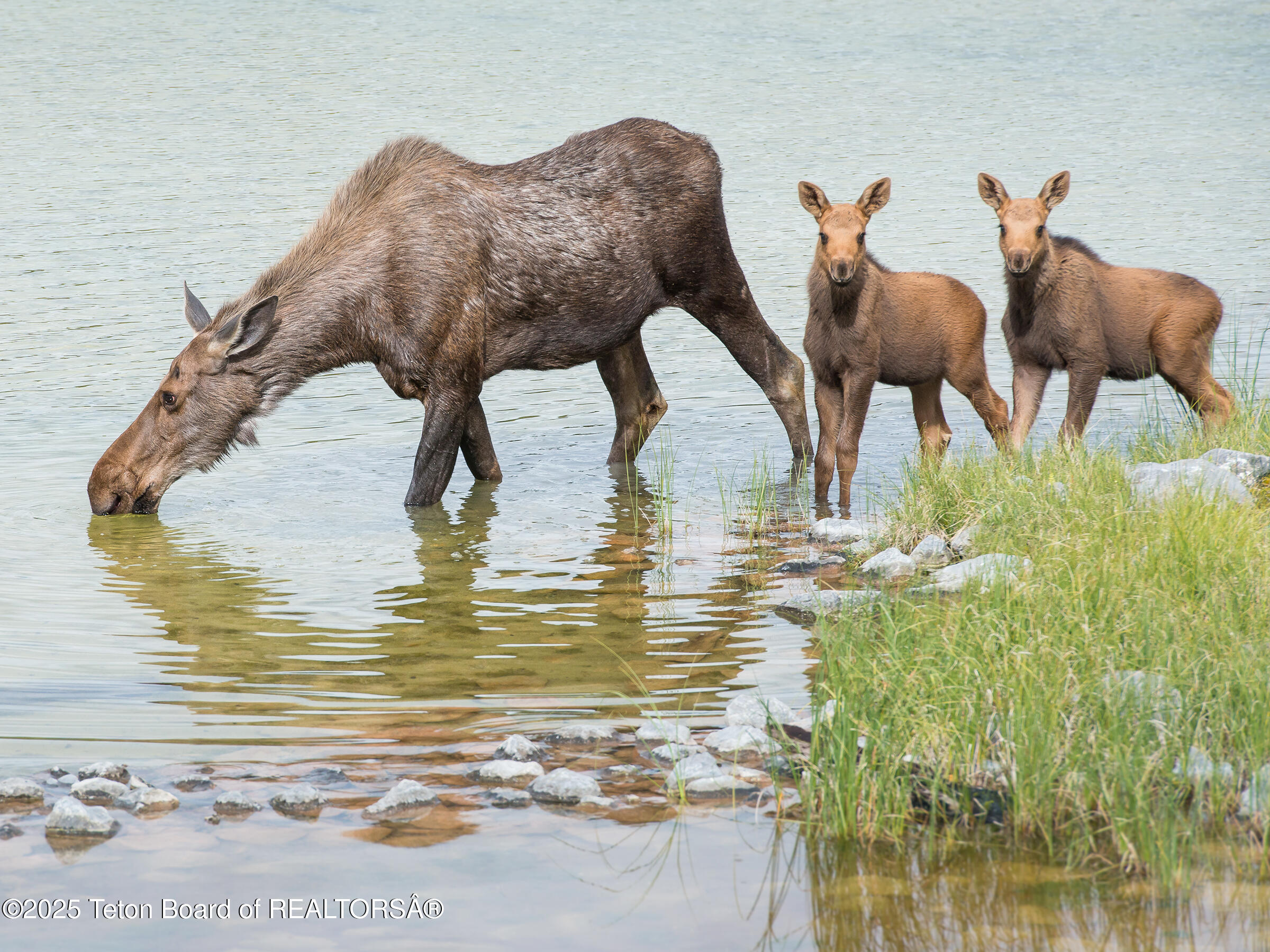 1225 Munger Mountain Road Jackson, WY 83001 - Photo 16 of 17 1225 Munger Mountain Road