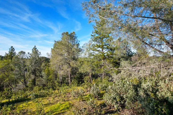 a view of a bunch of trees
