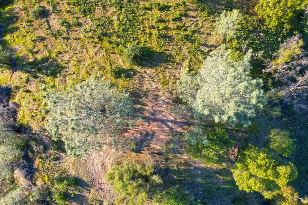 a picture of a tree