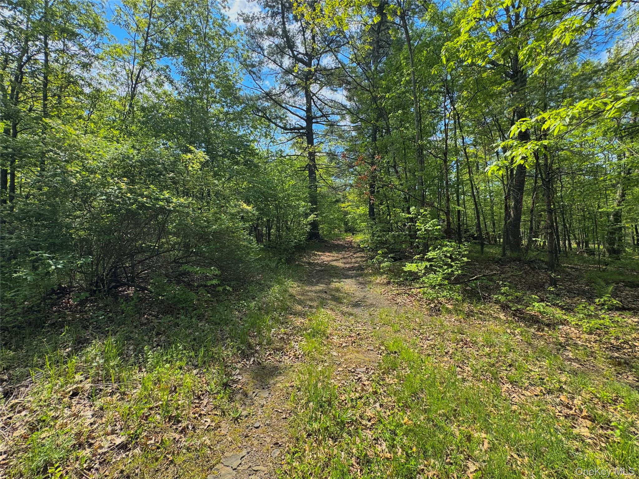 Tbd Bill Matter Road Climax, NY 12042 - Photo 11 of 19 a big yard with lots of green space and house in the back