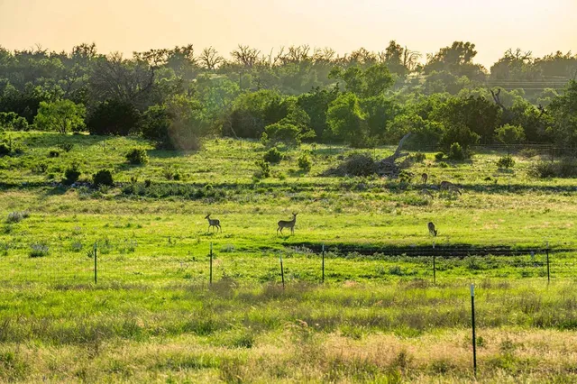 a backyard of a house with lots of green space and garden view