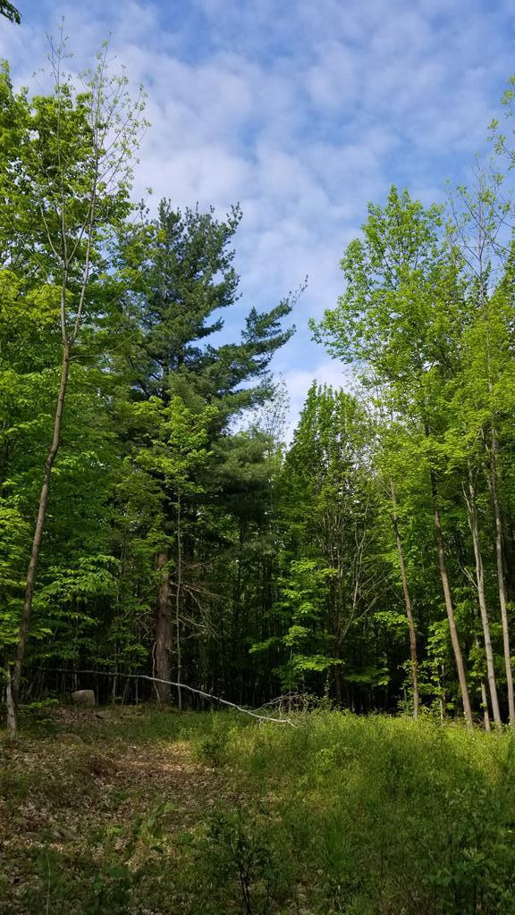 . Skerry Road North Bangor, NY 12966 - Photo 19 of 28 Gallery Image 19
