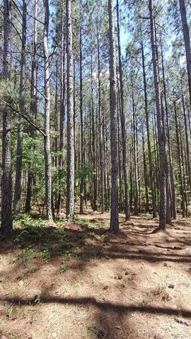 a view of a backyard with trees