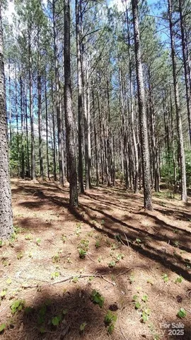 a view of a trees with a yard