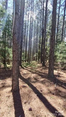 a view of a backyard with large trees
