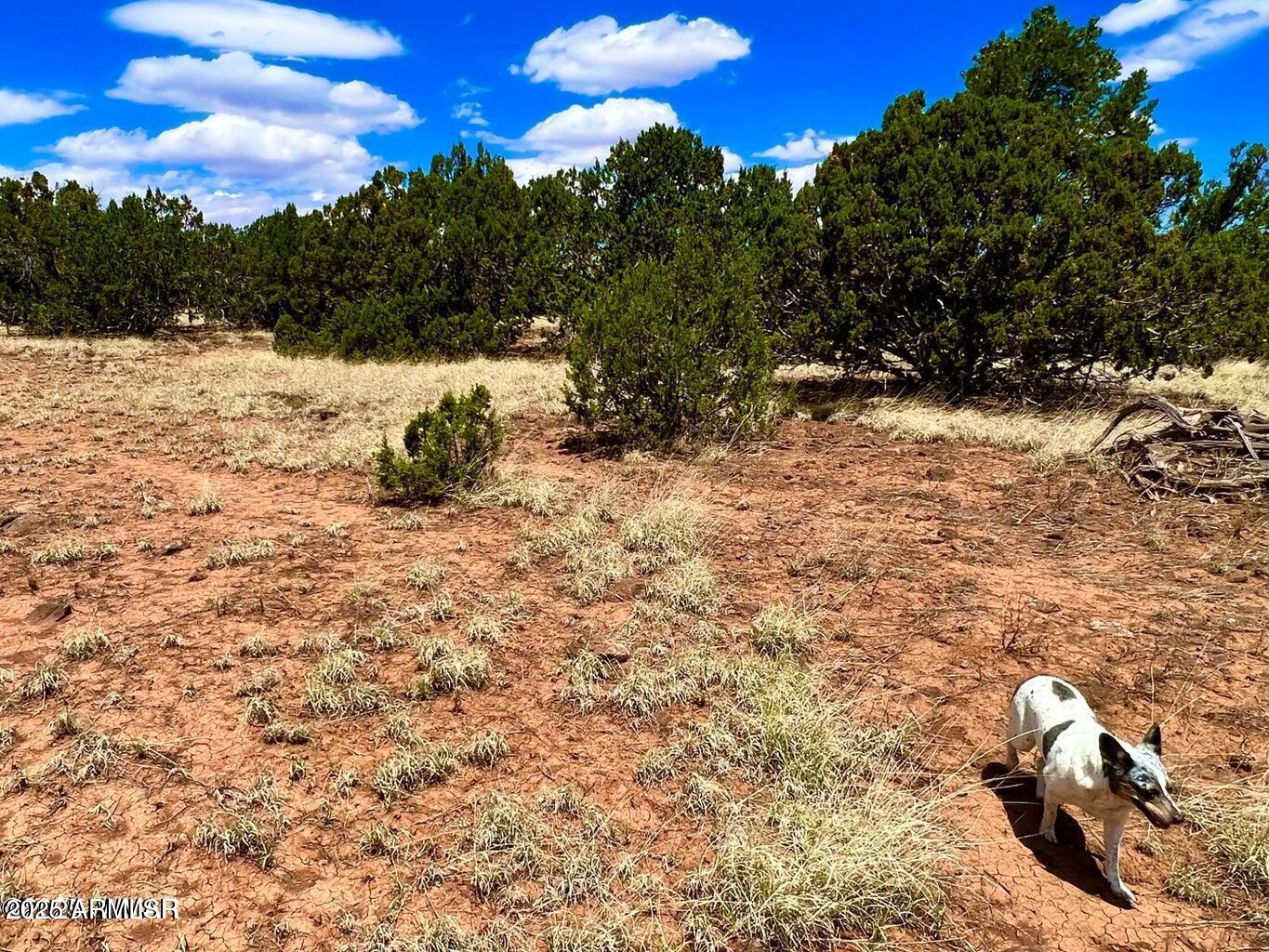 85 Co Road Concho, AZ 85924 - Photo 9 of 12 20251115102135156837000000-o