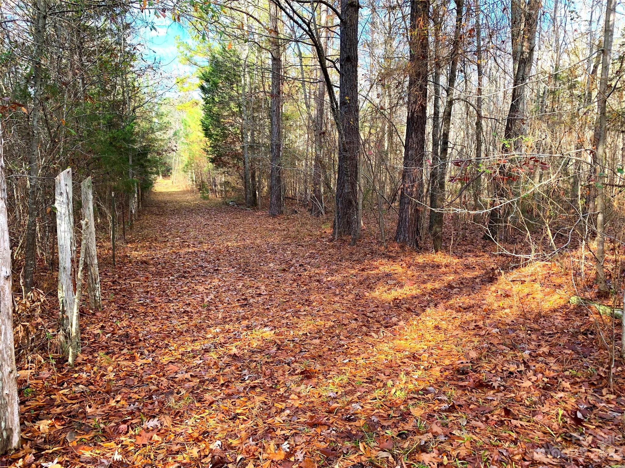 5120 Tabernacle Road Lancaster, SC 29720 - Photo 3 of 13 a view of a yard with trees