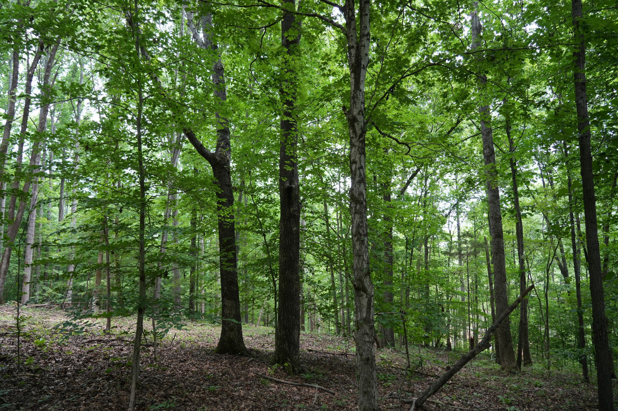 1 Budds Creek Road Palmyra, TN 37142 - Photo 67 of 76