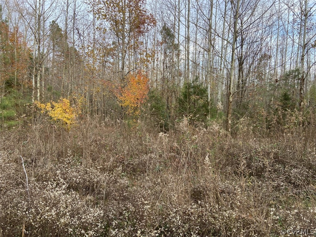0 Byrds Bridge Road Center Cross, VA 22437 - Photo 1 of 4 Gallery Image 1