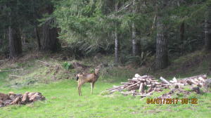 37430 Upper Nestucca Road Beaver, OR 97108 - Photo 14 of 20 A Little Friend