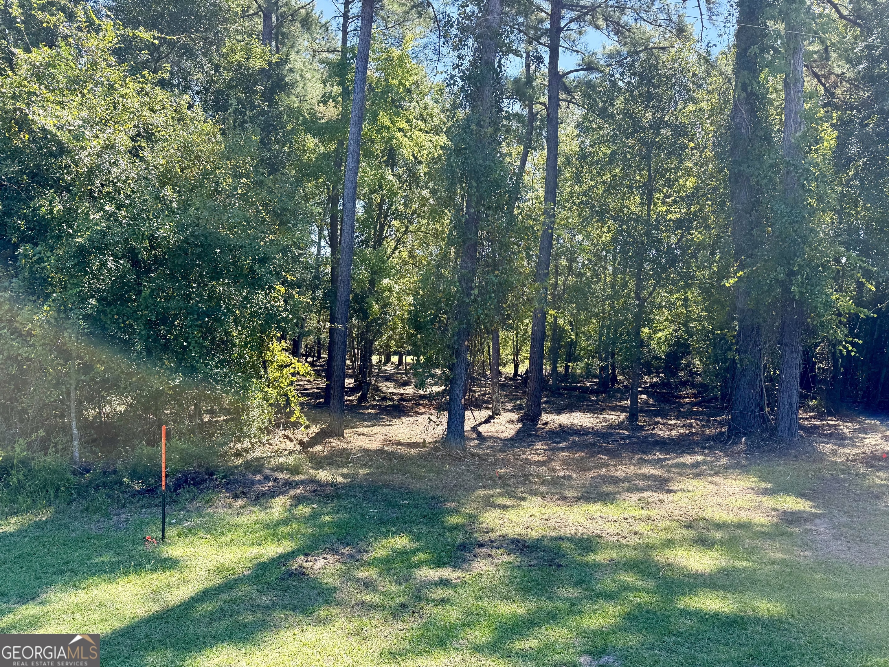 a view of a park with large trees