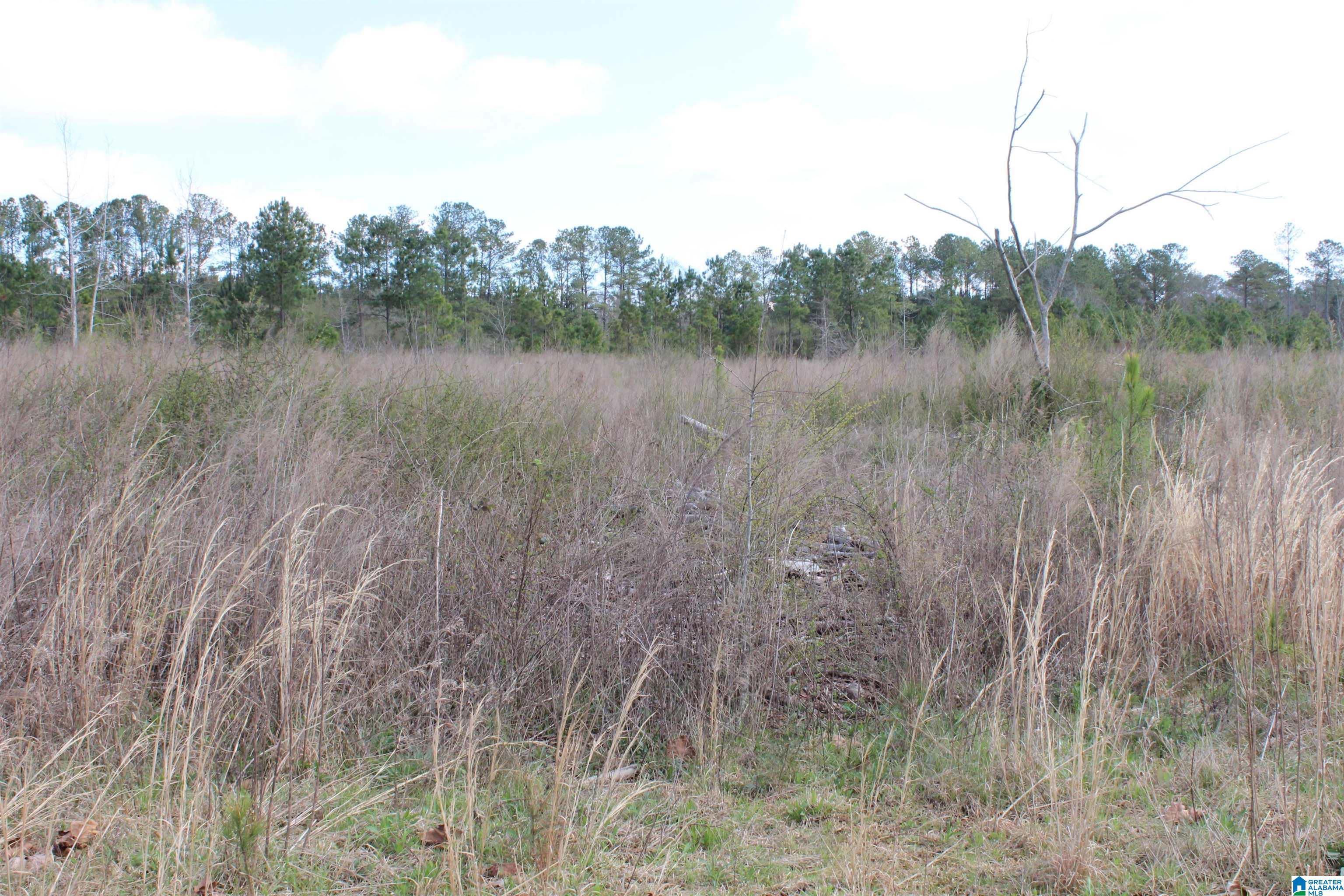 518 County Road, Unit 33 859ACRES Woodland, AL 36280 - Photo 3 of 32