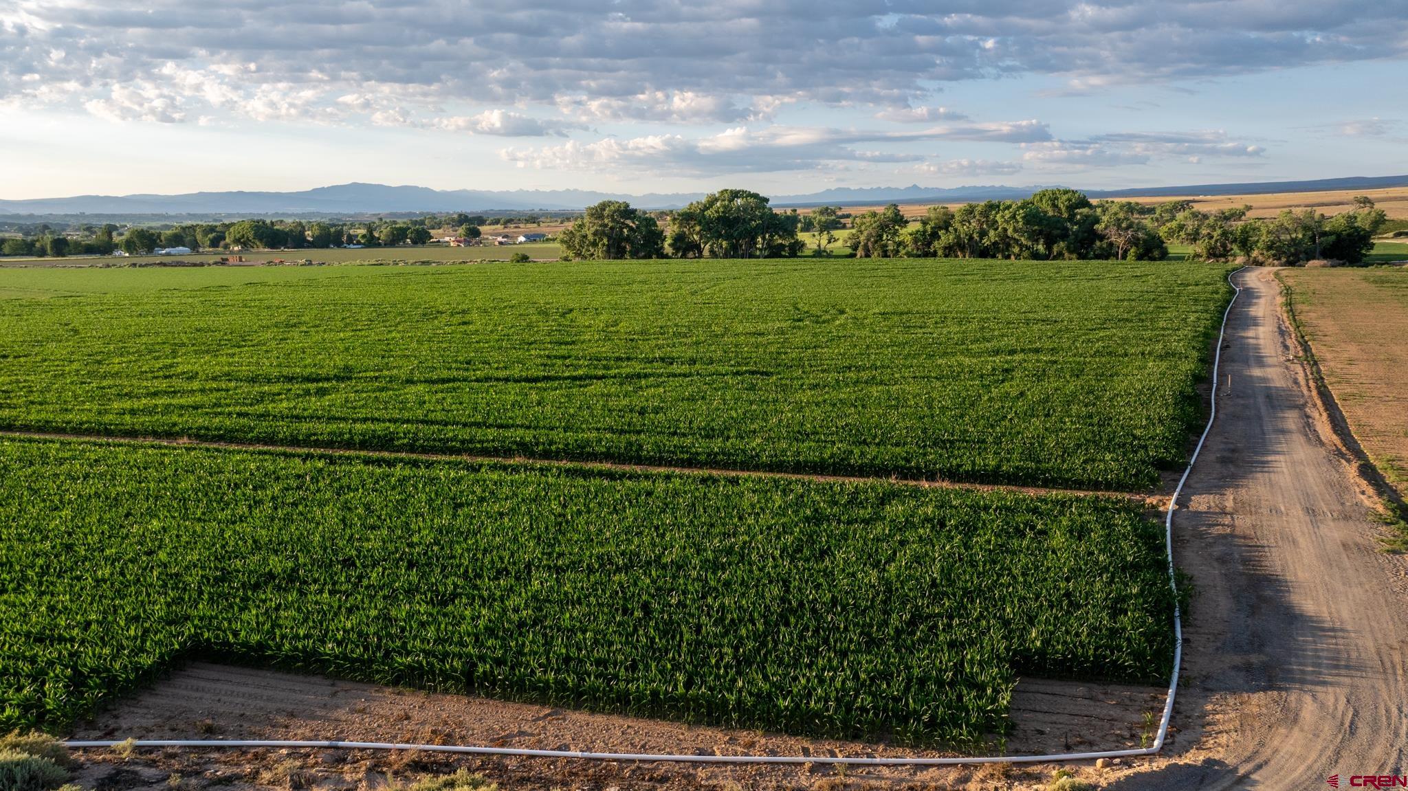 53582 Falcon Road Olathe, CO 81425 - Photo 12 of 35 a view of a lush green field