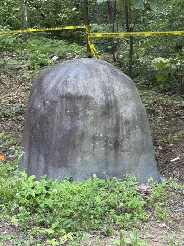 a view of a forest that has a tree