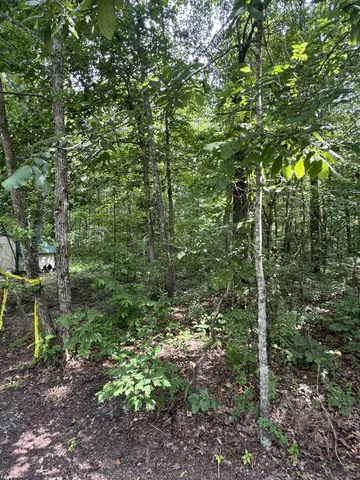 a view of a lush green forest