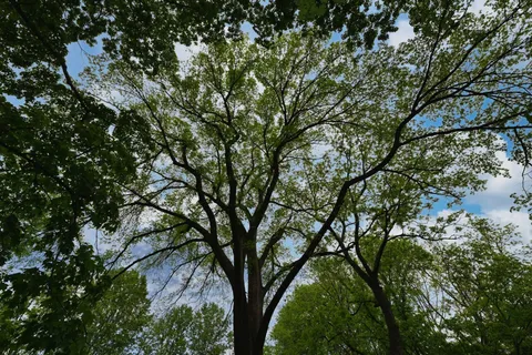a view of outdoor space and a yard
