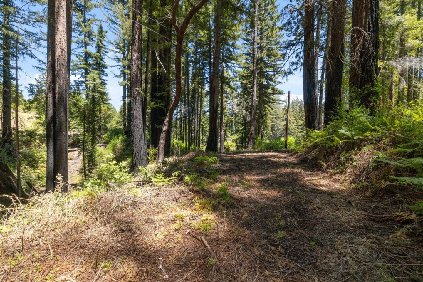 Lot 17 Branson Ranch Boulder Creek, CA 95006 - Photo 7 of 45 a backyard of a house with lots of green space