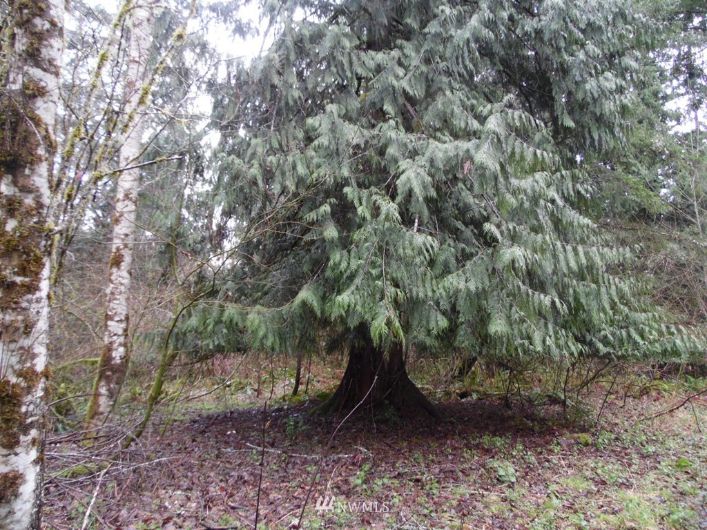 1011-7 Peters Road Randle, WA 98377 - Photo 2 of 12 Gallery Image 2