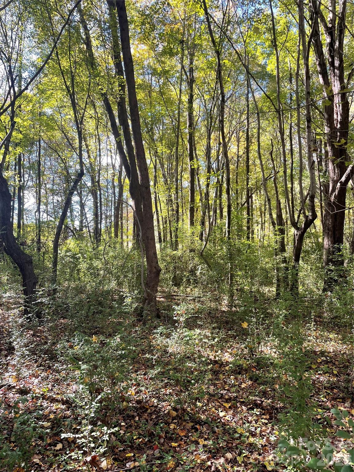 0 Joes Road Locust, NC 28097 - Photo 5 of 5 a big yard with lots of green space and trees