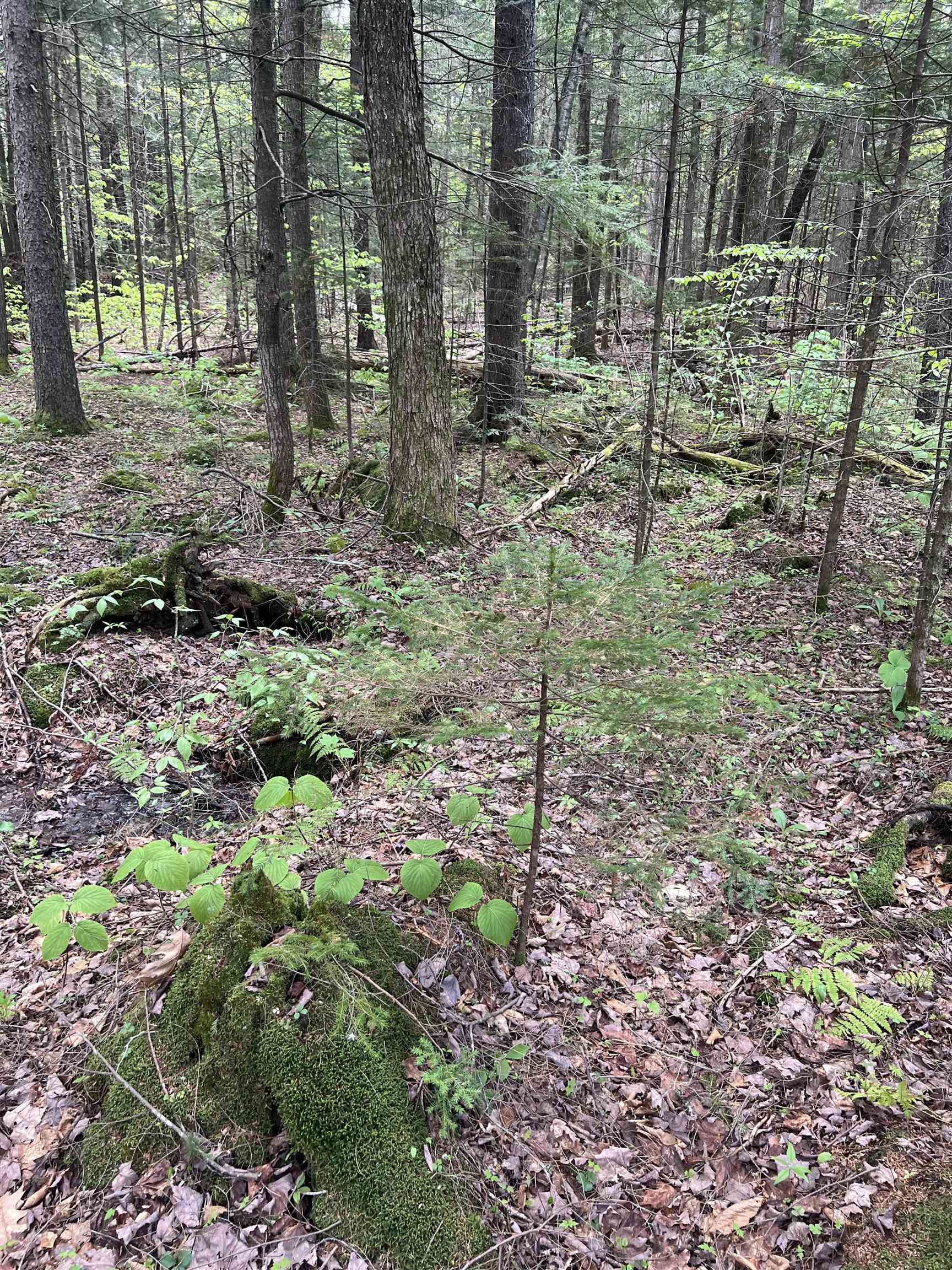 0 Cross Road, Unit 1613 Wentworth, NH 03282 - Photo 23 of 31 Gallery Image 23