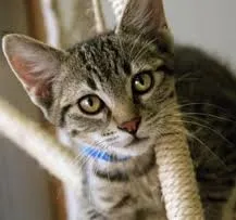 $3,089 | 37 East Ridge Drive, Unit 3, Milford, NH 03055