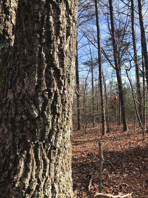 0 Mud Road Graysville, TN 37338 - Photo 7 of 19 Gallery Image 7