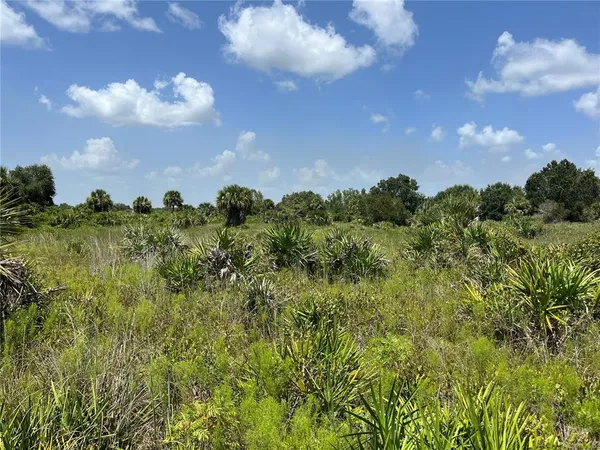 a view of a bunch of trees