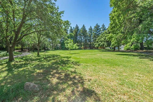 a view of a park with large trees