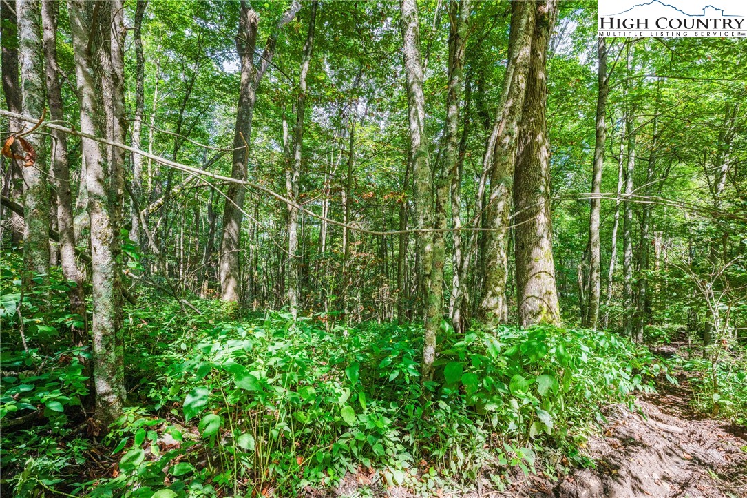 7095 Junaluska Road Boone, NC 28607 - Photo 21 of 23 Gallery Image 21