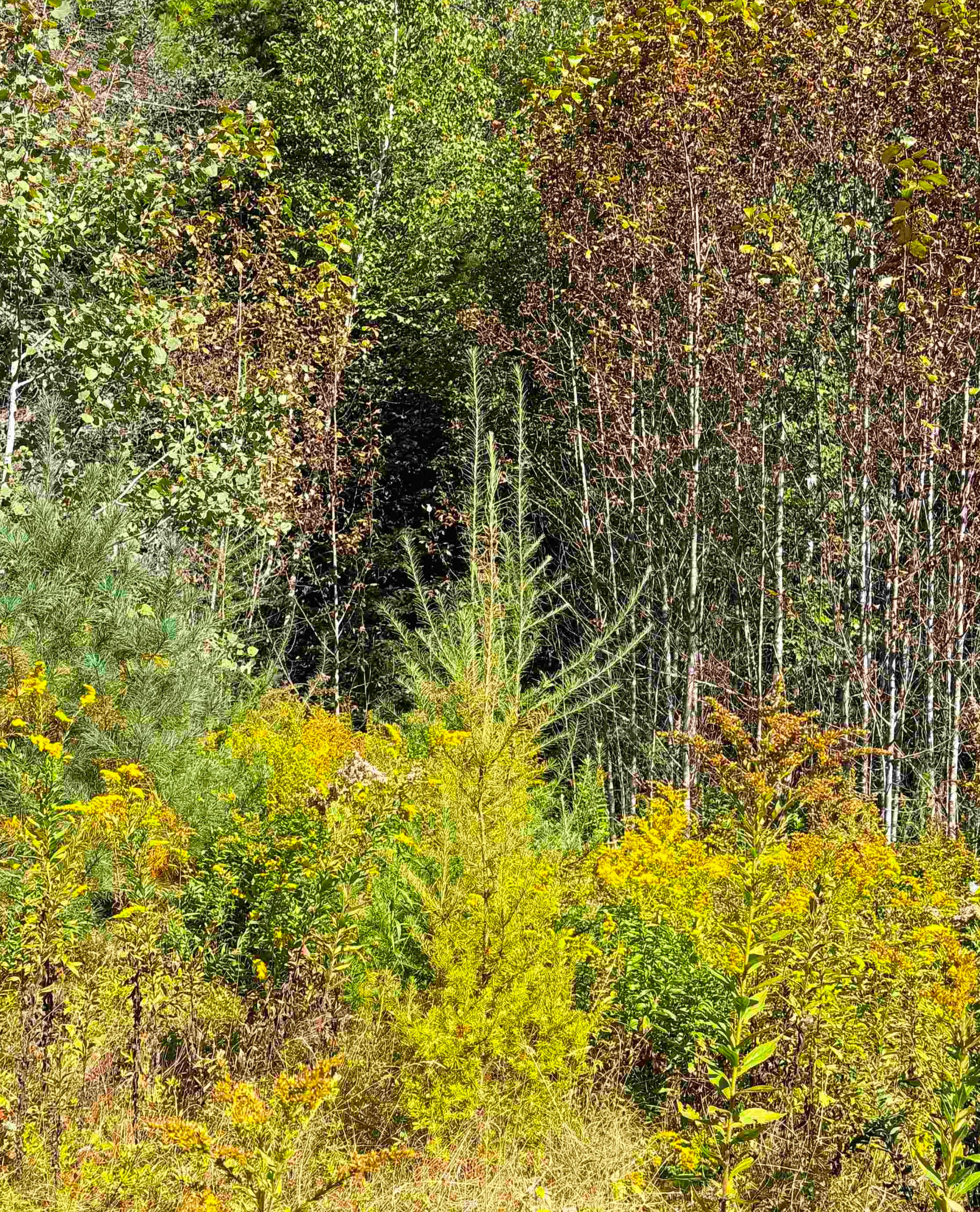 686 Wing Road Bethlehem, NH 03574 - Photo 37 of 38