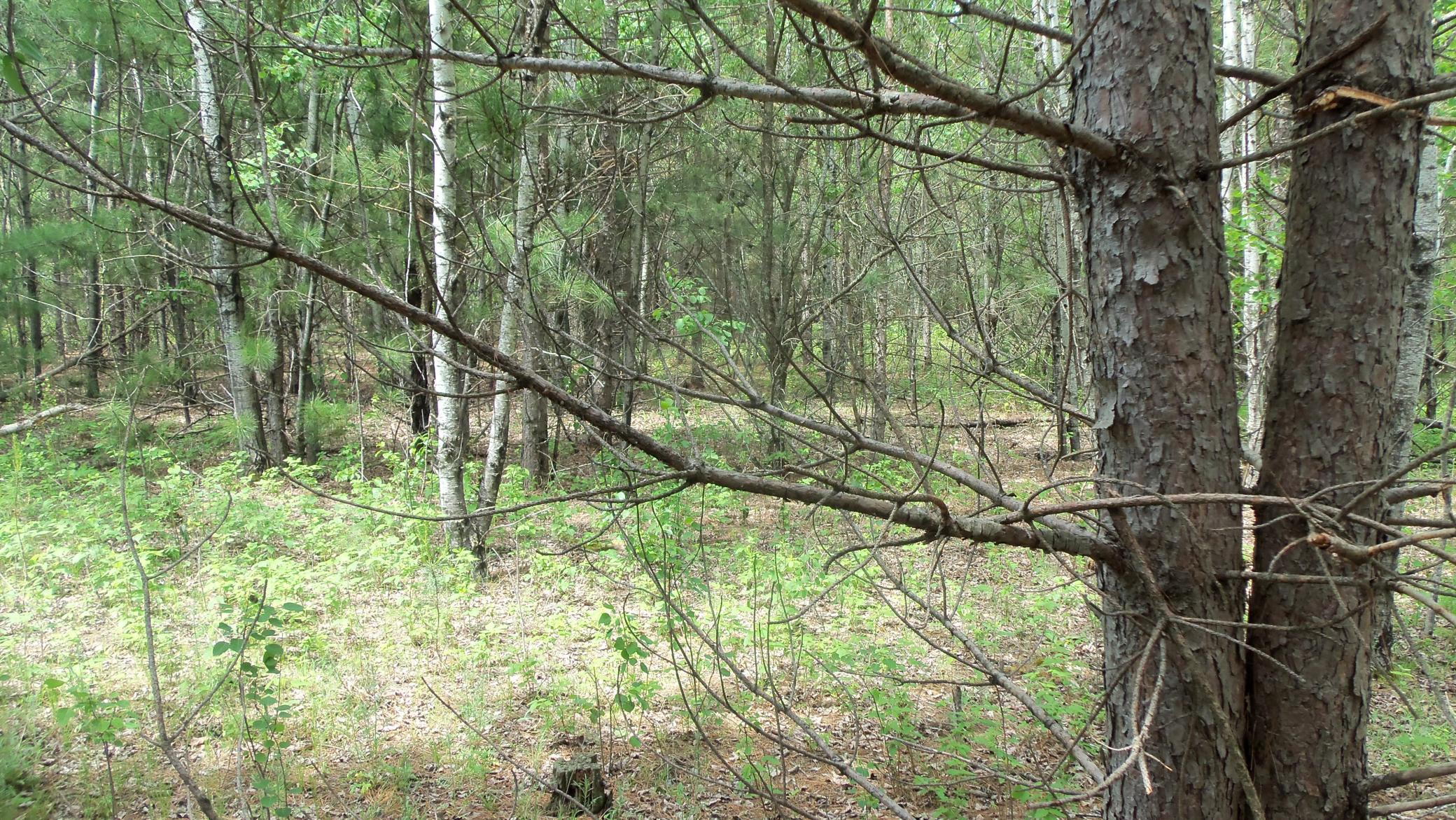 Lot 21 Maple Lane Siren, WI 54872 - Photo 7 of 9