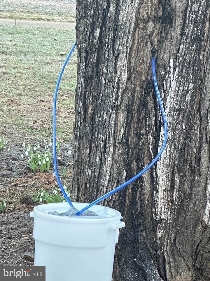 825 Ridge Drive McLean, VA 22101 - Photo 58 of 65 Front yard maple tree being tapped