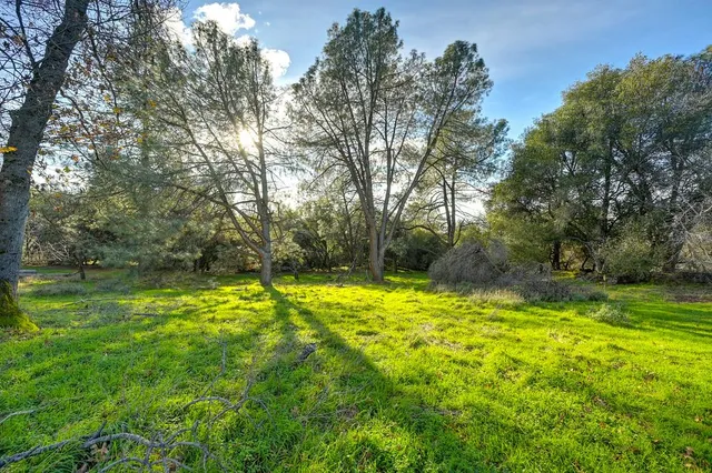 a view of lush green forest