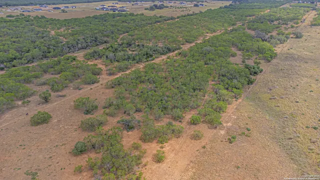 a view of a yard with a plant