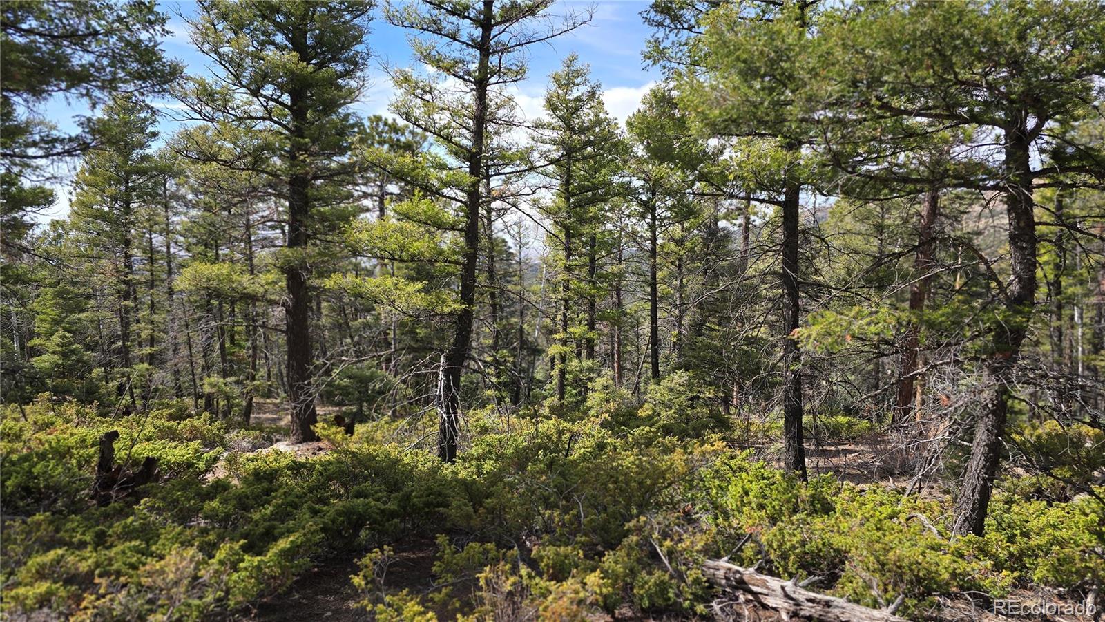 Lot 6070 Vreeland Road San Luis, CO 81152 - Photo 1 of 25 a view of a forest with a tree