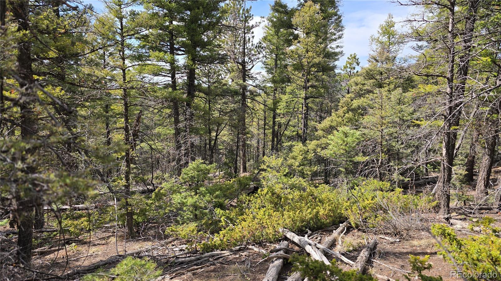 Lot 6070 Vreeland Road San Luis, CO 81152 - Photo 12 of 25 a view of a yard with plants and trees