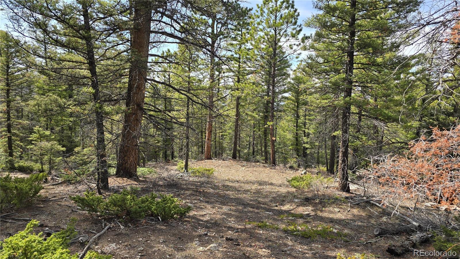 Lot 6070 Vreeland Road San Luis, CO 81152 - Photo 3 of 25 a view of outdoor space with trees
