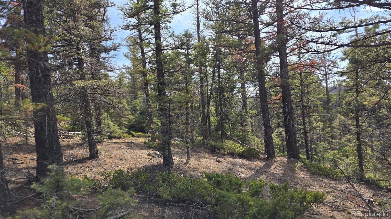 Lot 6070 Vreeland Road San Luis, CO 81152 - Photo 9 of 25 a view of forest