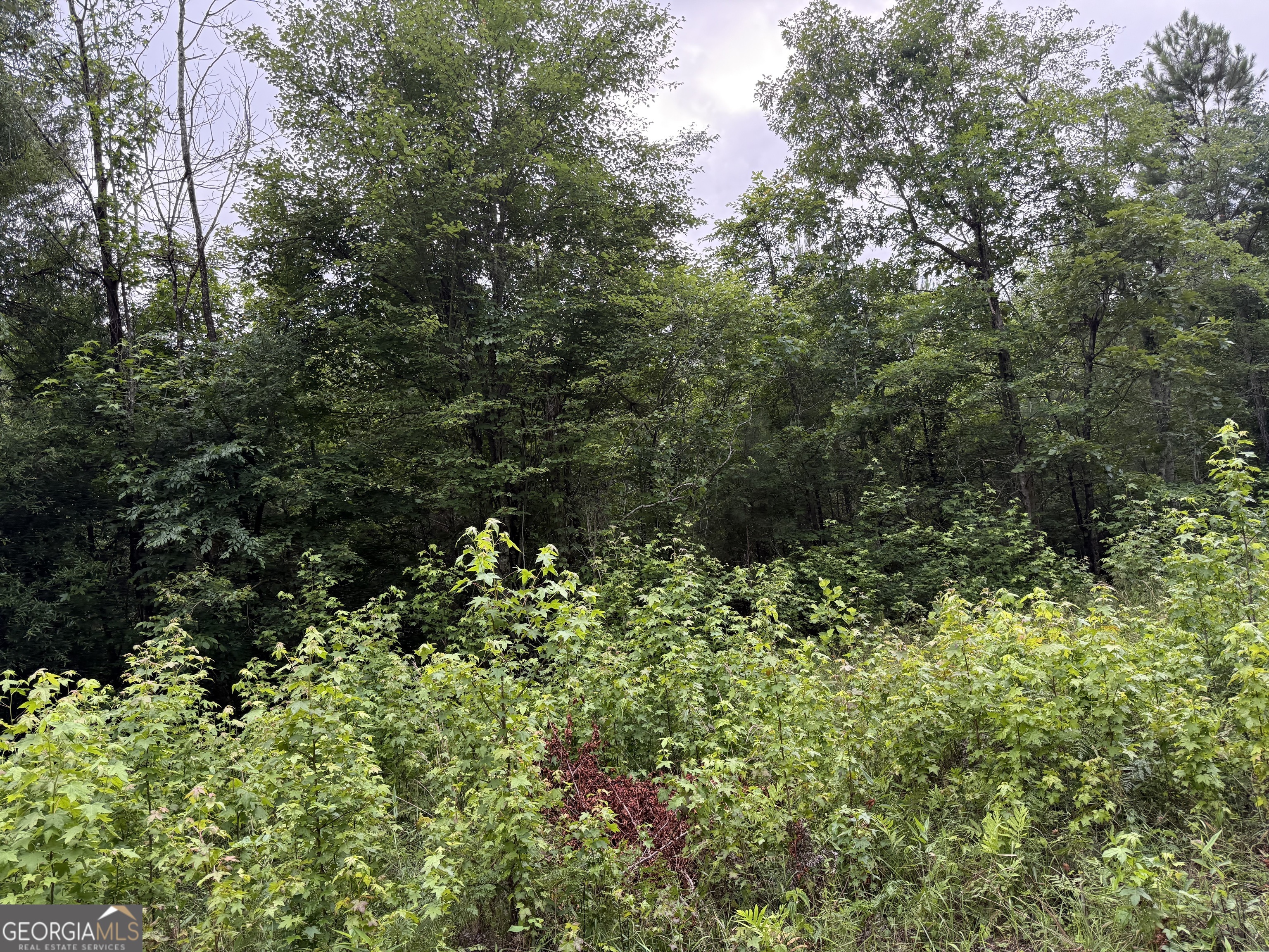0 Culpepper Road, Unit TRACT 1 & 2 Calhoun, GA 30701 - Photo 5 of 6 a view of a garden