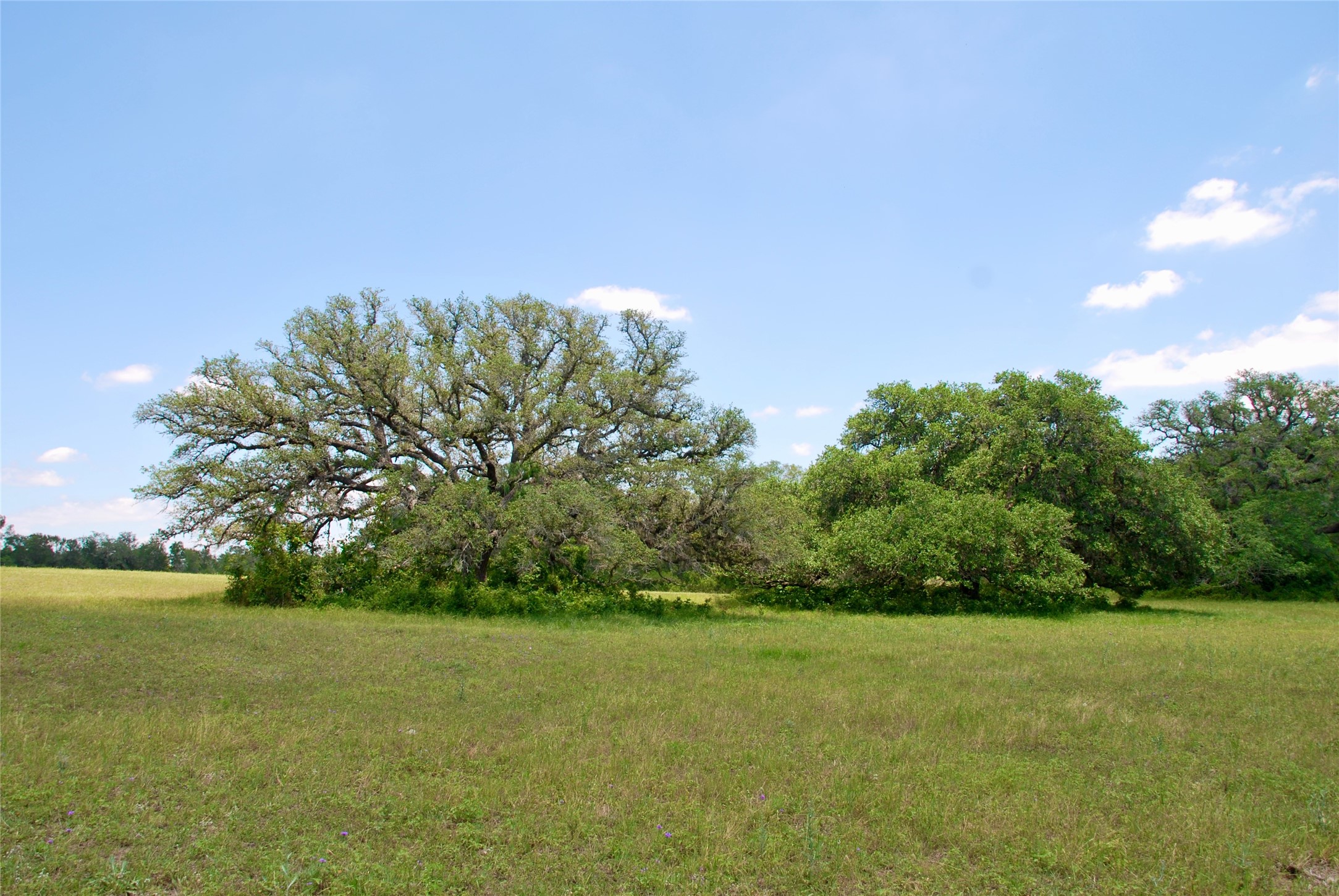 2116 Langdon Road Weimar, TX 78962 - Photo 18 of 43 a view of a field with an trees