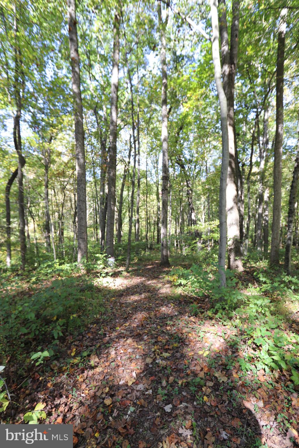 7412 Damascus Road Gaithersburg, MD 20882 - Photo 16 of 52 Path worn towards creek