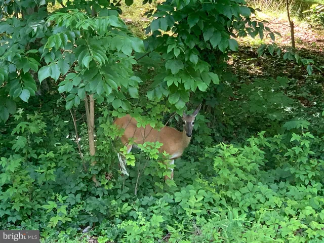 $3,495 | 3009 Voyage Drive, Stafford, VA 22554