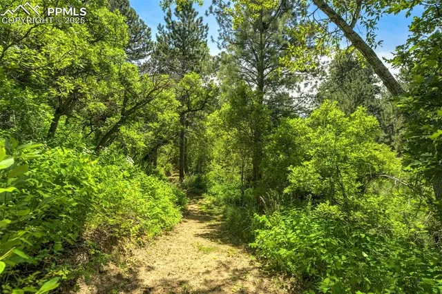 a view of a lush green forest