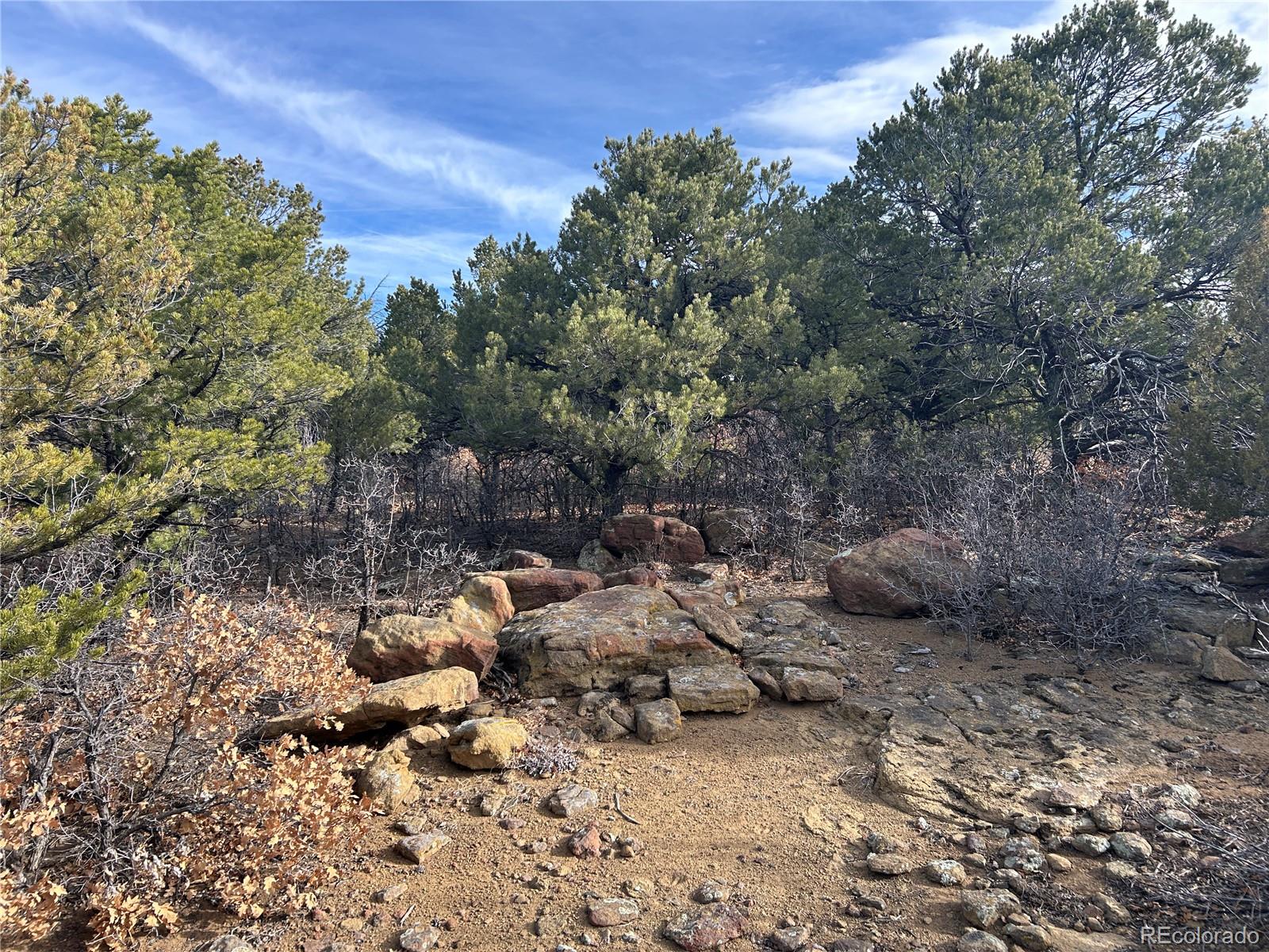 Lot 142 Silver Spurs Ranch Walsenburg, CO 81089 - Photo 19 of 26 a view of a forest with lots of trees