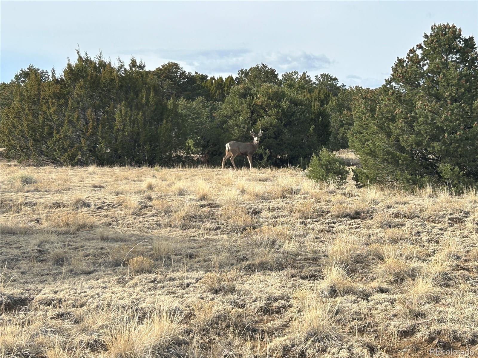 Lot 142 Silver Spurs Ranch Walsenburg, CO 81089 - Photo 5 of 26 a view of a yard covered with snow